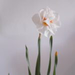 Rosen, Tulpen, Nelken – Bestelle deine Blumen online